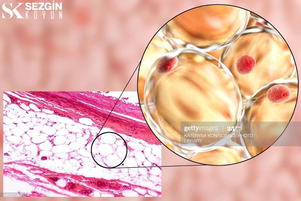 Lipidlerin Sindirimi ve Emilimi