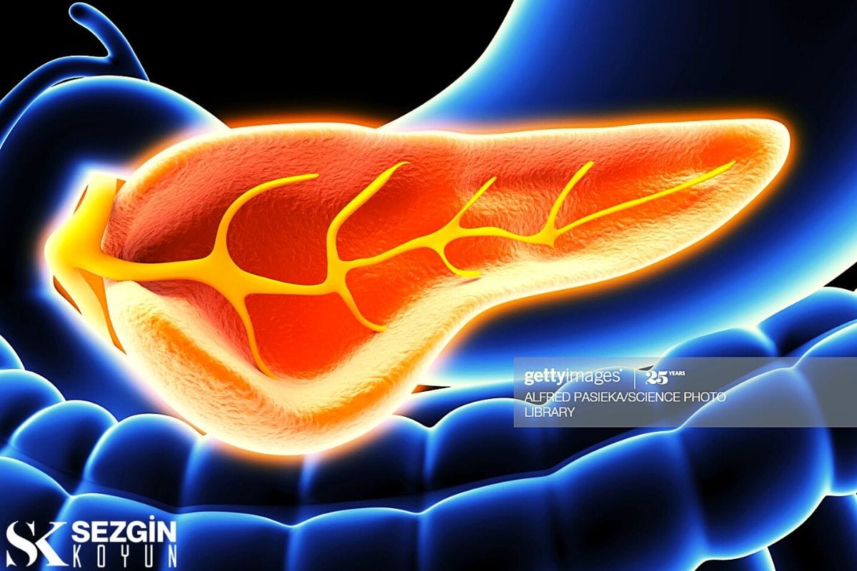 Pankreas Nedir? – Sindirimde Fonksiyonu, Enzimleri ve Rolü