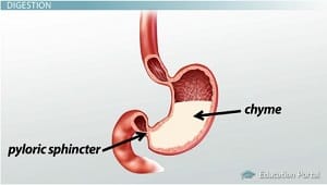 Pilorik sfinkter, mideden ince bağırsağa chyme akışını kontrol eder.