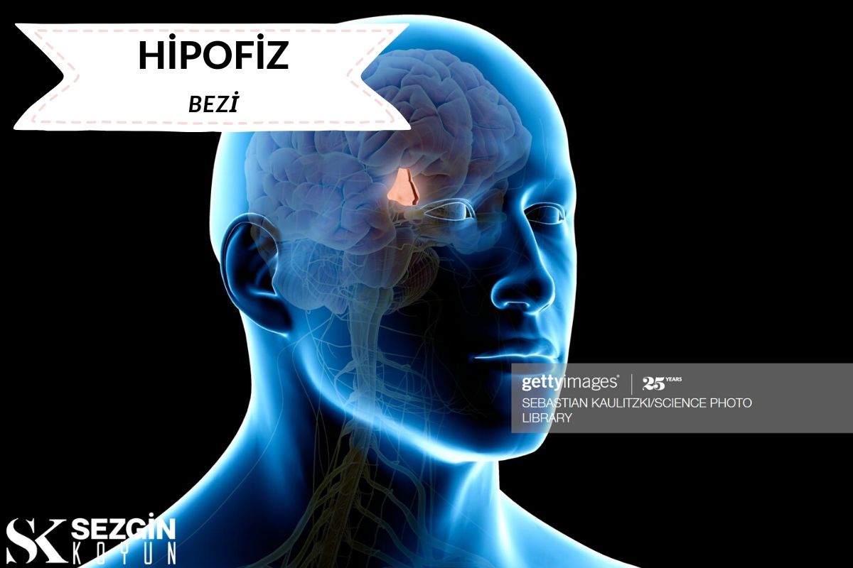 Hipofiz Bezi Nedir? – Fonksiyonlar ve Hipotalamus