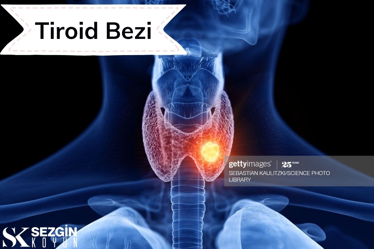 Tiroid Bezi: Fonksiyonlar, Kalsitonin ve TSH