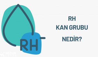 Rh Kan Grubu, Rh Faktörü ve Eritroblastosis Fetalis