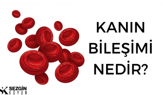 Kanın Bileşimi Nedir? Kan ve Plazma