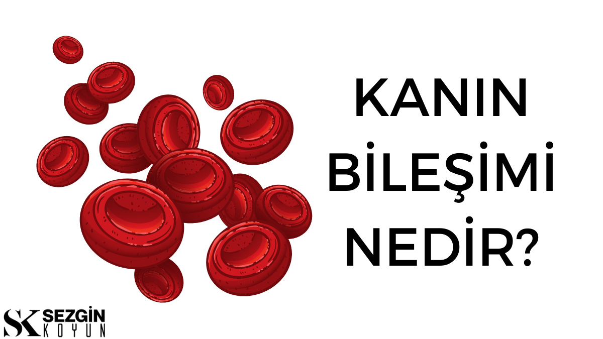 Kanın Bileşimi Nedir? Kan ve Plazma